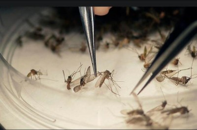 Texas-zika virus in Texas